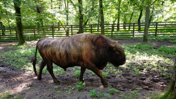 WhatsApp Image 2022-08-08 at 10.05.10.jpeg (481.62 Kio) Vu 1085 fois Cette fois c'en est un qui marche d'un pas décidé