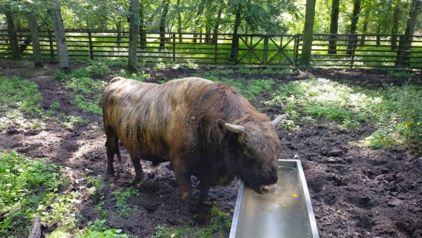 WhatsApp Image 2022-08-08 at 10.06.00.jpeg (470.73 Kio) Vu 1078 fois Il avait soif!