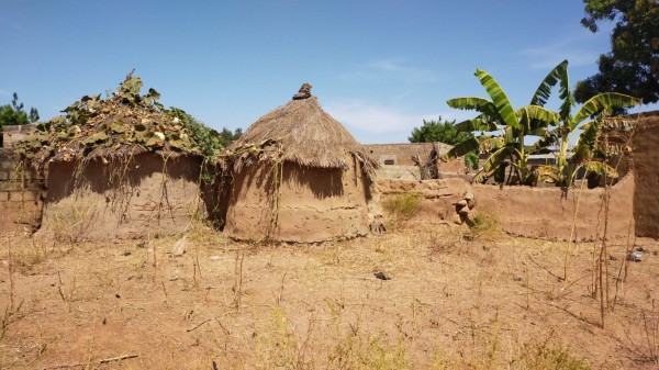 WhatsApp Image 2023-12-04 à 13.01.55_81ea154b.jpg (335.55 Kio) Vu 3898 fois Calbassier et bananier