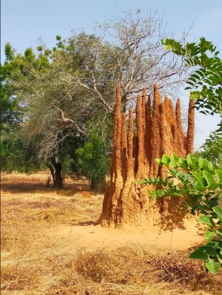 Capture 03.JPG (140.54 Kio) Vu 3876 fois Belle termitière