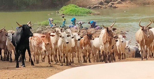 Capture 08.JPG (110.68 Kio) Vu 3876 fois le fleuve sert de lavoir et d'abreuvoir
