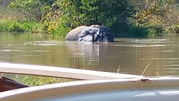 Capture 21.JPG (90.01 Kio) Vu 3867 fois l'éléphant qui n'a pas voulu sortir de l'eau afin que je puisse mieux le voir