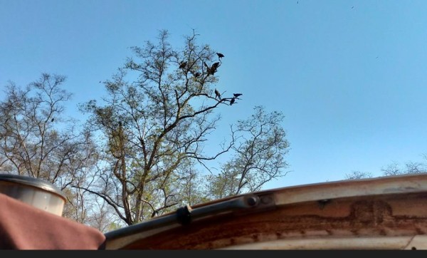 Capture 22.JPG (105.91 Kio) Vu 3913 fois des vautours qui attendaient la panne