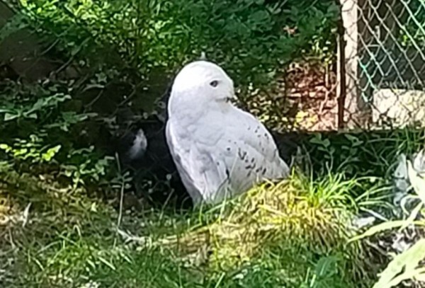 Harfang des neiges