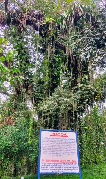 Capture 106.JPG (196.12 Kio) Vu 4435 fois Ce cacaotier énorme, est sur le site où les fèves de cacao originales apportées au pays depuis l'amérique du sud ont été cultivées à titre expérimentale en 1900. C'est à partir de cette pépinière que le cacao a été propagé dans le Ghana.