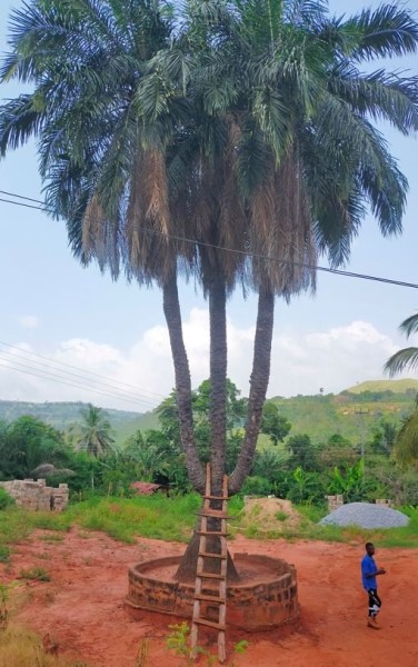 Capture 120.JPG (110.11 Kio) Vu 2692 fois Le palmier à 3 têtes de 123 ans. Chaque année, il n'y a qu'une seule tête qui donne des fruits, à tour de rôle.