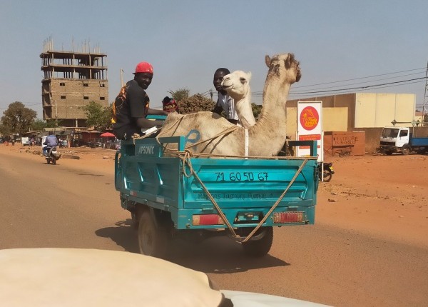 Après la 2 chevaux, voici la 2 chameaux